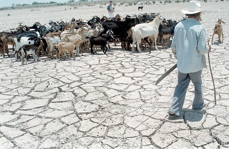 Herder met een kudde geiten loopt over door droogte gebarsten grond.
