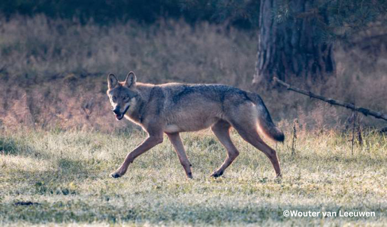 ©Wouter van Leeuwen.png Een wolf op de Veluwe