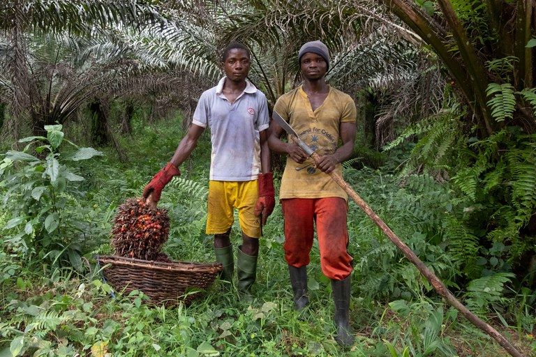 Dagloners op een palmolieplantage in Liberia. © Martin Waalboer