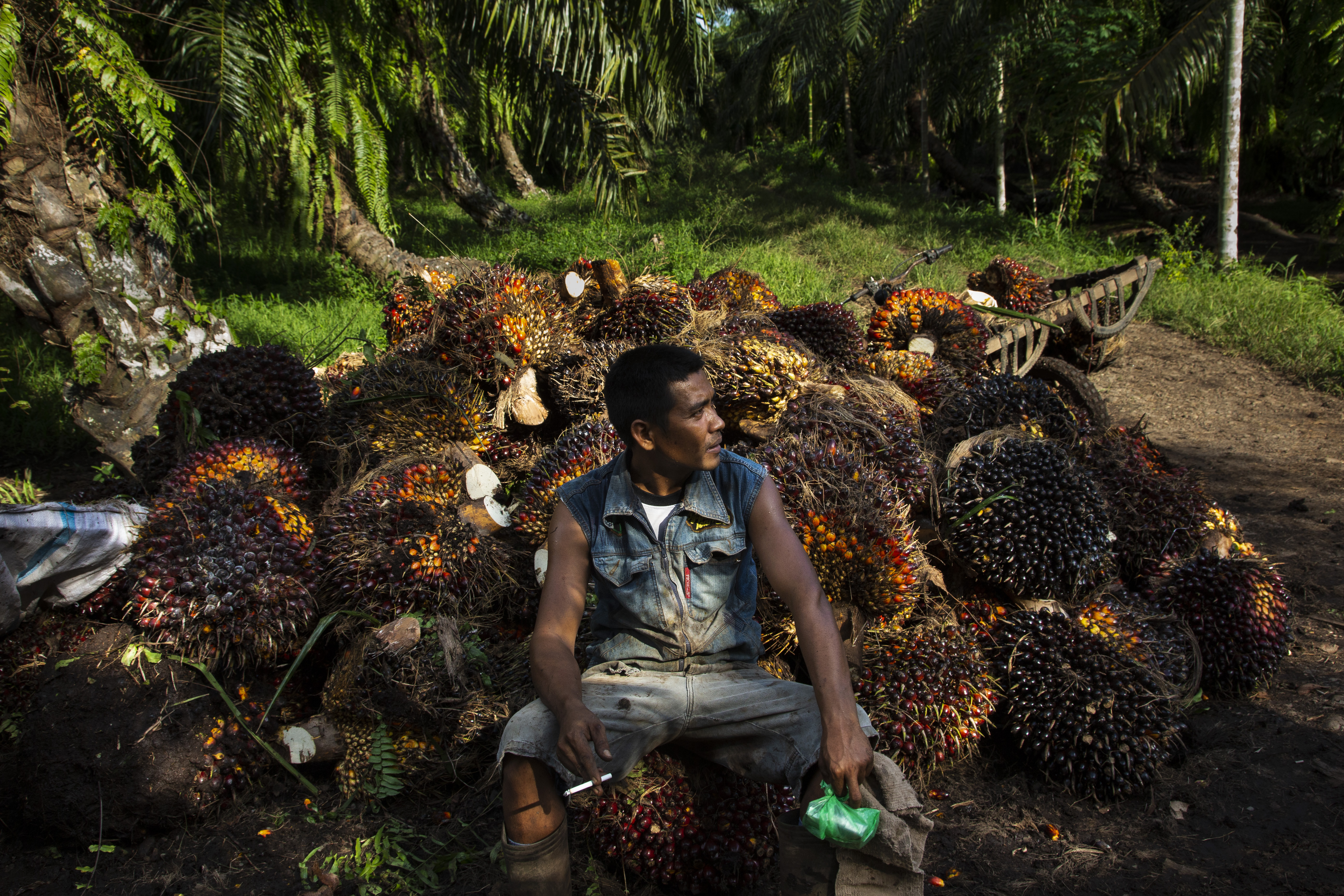 Eropa, dorong petani kecil kelapa sawit – Milieudefence