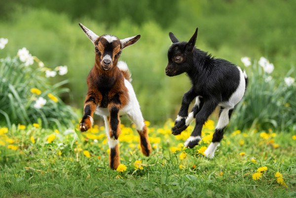 2 geitjes springen blij in de lucht