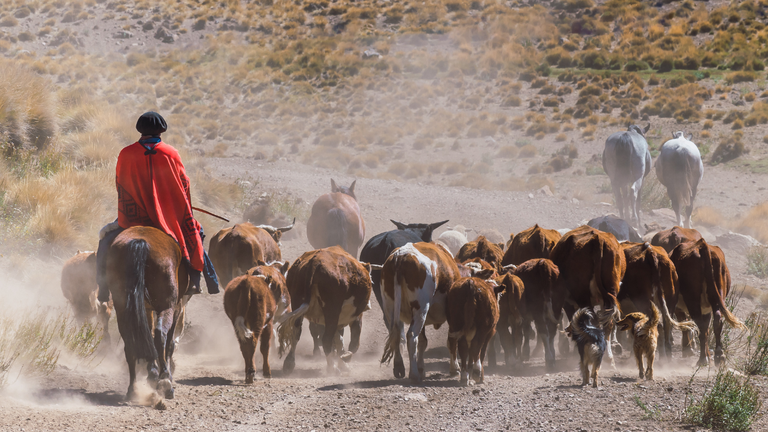 Een gaucho van de lokale Mapuche gemeenschap begeleidt te paard zijn vee 