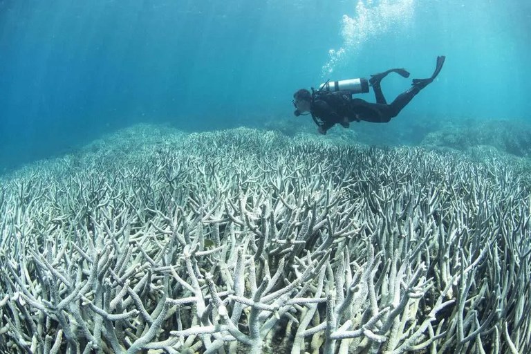 Het Australische Great Barrier Reef heeft de afgelopen zeven jaar vier massale bleekgebeurtenissen meegemaakt, zoals deze in 2017. 
