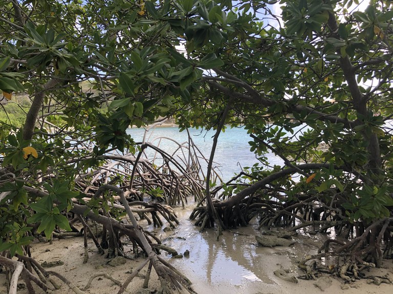 Mangroves