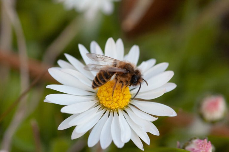 grasbij-920x612.jpg