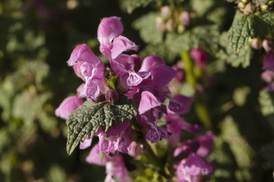Inheemse flora gevlekte-dovenetel-MSD-20140309-303908-min.jpg