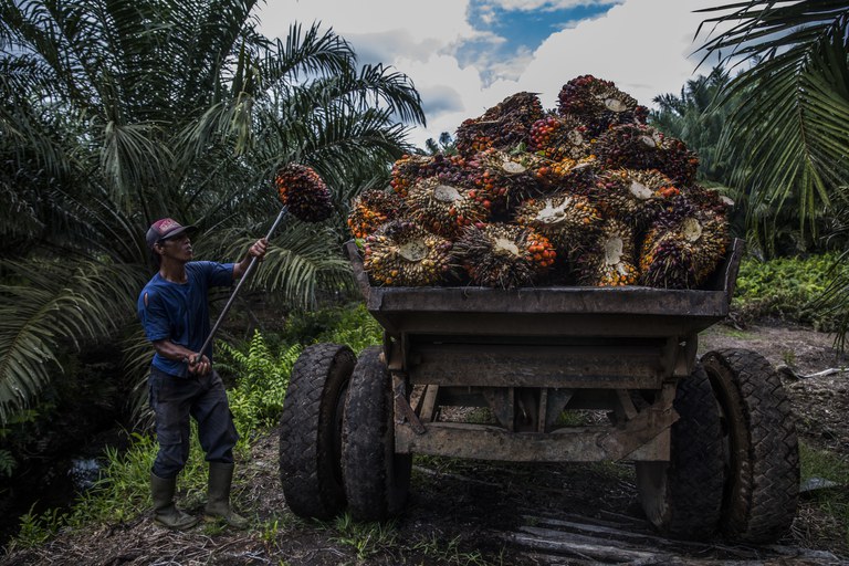 RS26547_PALM OIL PONTIANAK-11-web.jpg RS26547_PALM OIL PONTIANAK-11-web.jpg