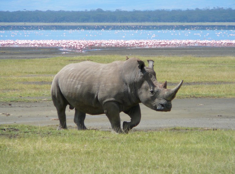 White_Rhino_in_Lake_Nakuru_3.jpg