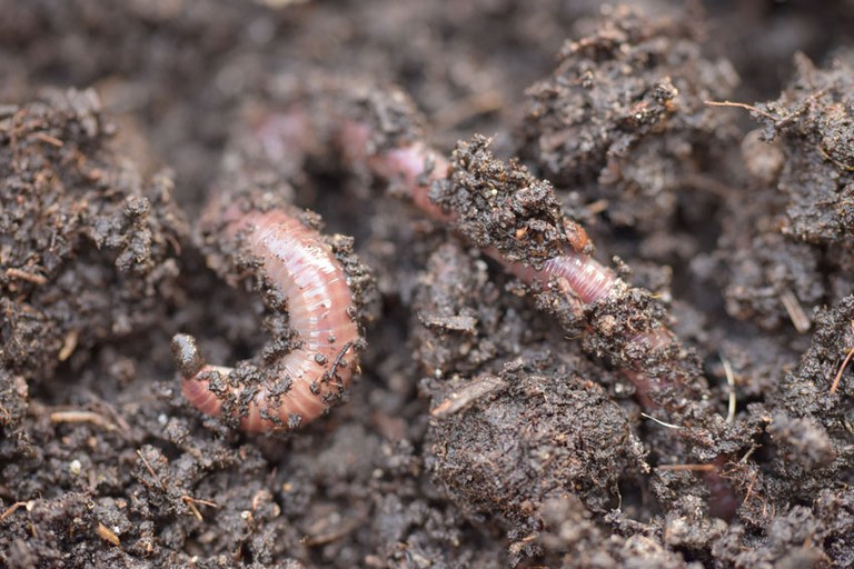 Regenwormen in de aarde