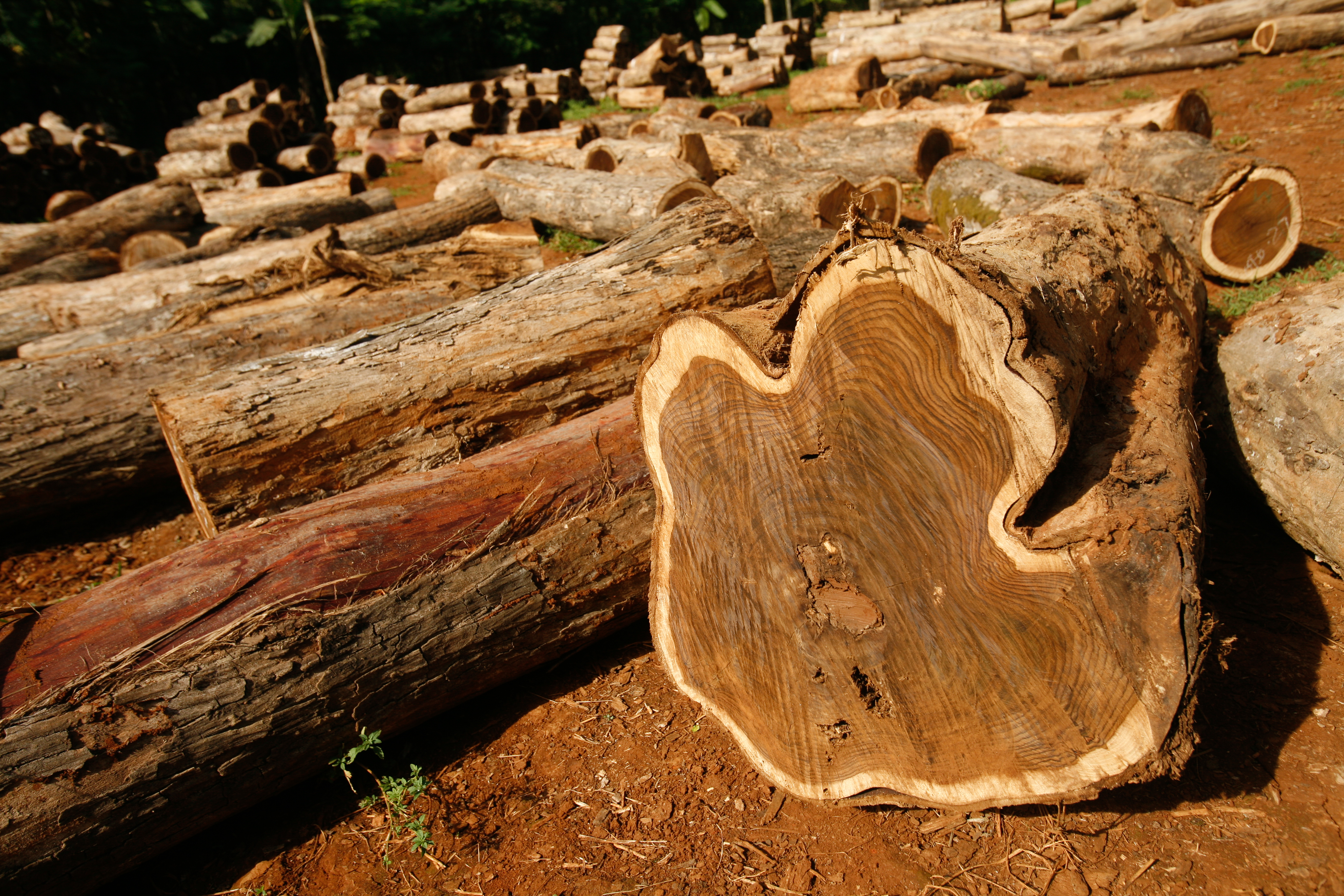 Beginilah cara kami mengeluarkan kayu yang dipanen secara ilegal dari dunia – Milieudefensie