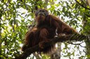 01-tapanuli-orangutan-bantang-toru.jpg