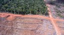 deforestation-from-palm-oil-plantations-in-papua_28264189624_o.jpg