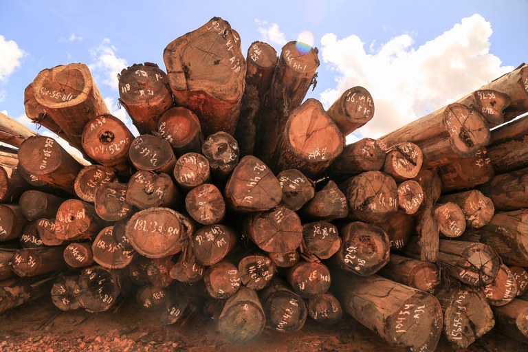 deforestation-from-palm-oil-plantations-in-papua_28596920420_o.jpg