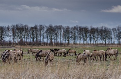 Paarden in een grasland