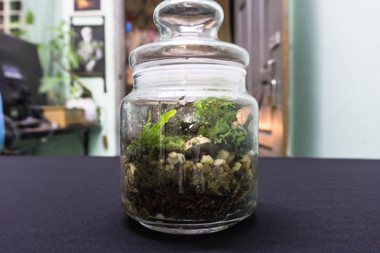 planten-terrarium-ecosysteem.jpg planten-terrarium-ecosysteem.jpg