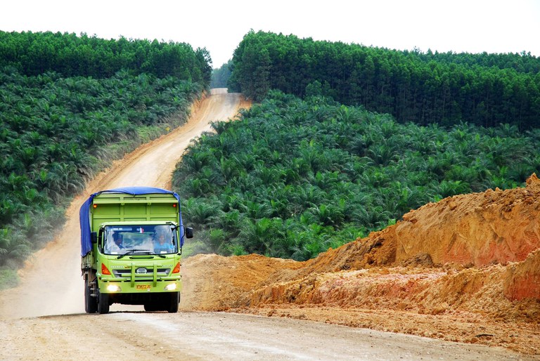 RS715_20070717 Palmolieplantage Indonesie - Ryan Woo-CIFOR - CC(1).jpg RS715_20070717 Palmolieplantage Indonesie - Ryan Woo-CIFOR - CC(1).jpg