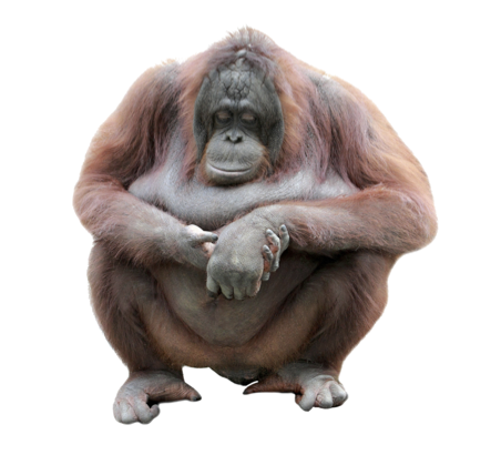 Orang Oetan