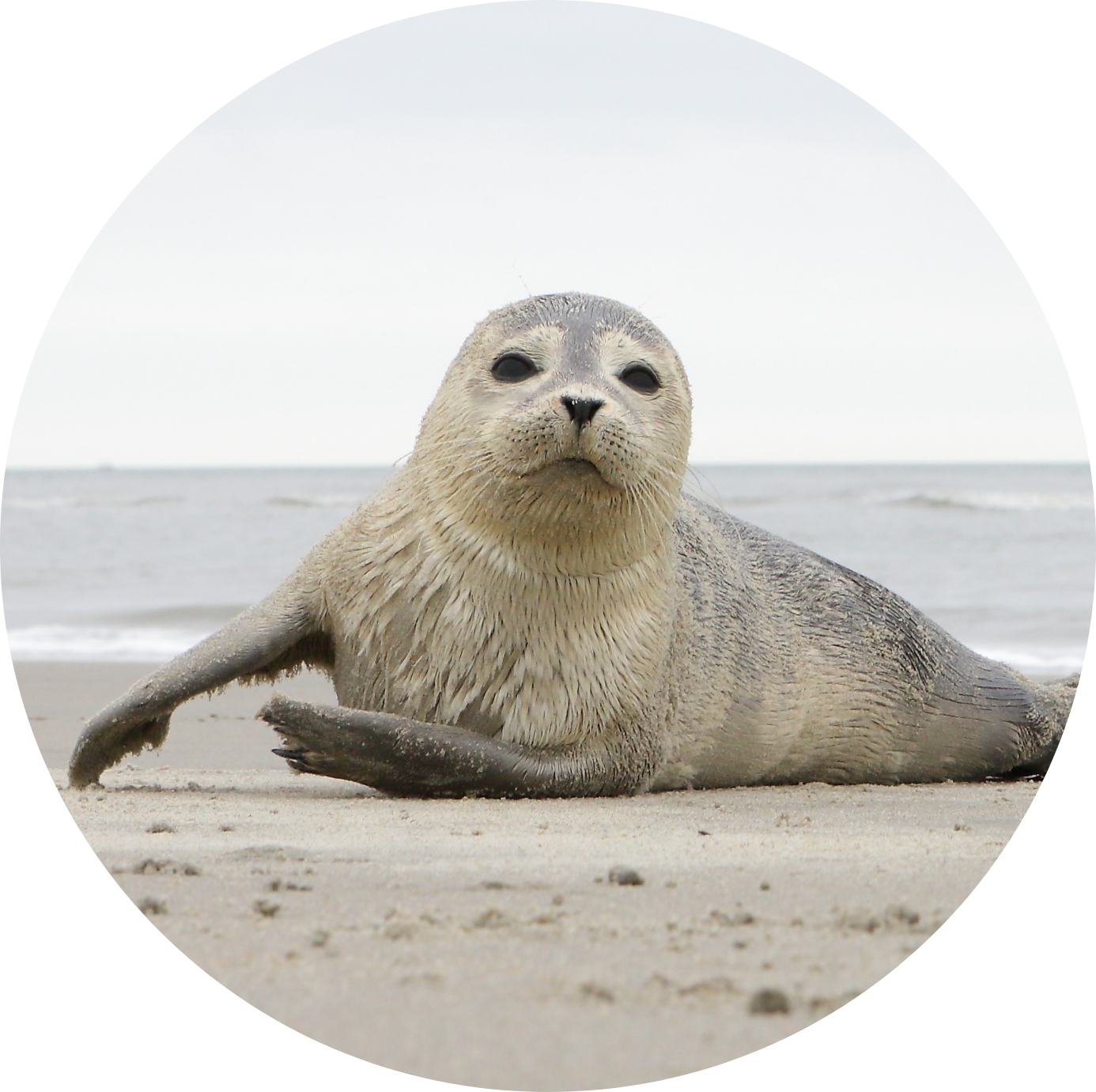 Waddenactie