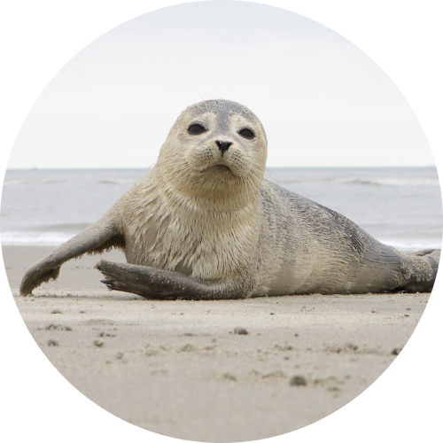 Zeespiegel
