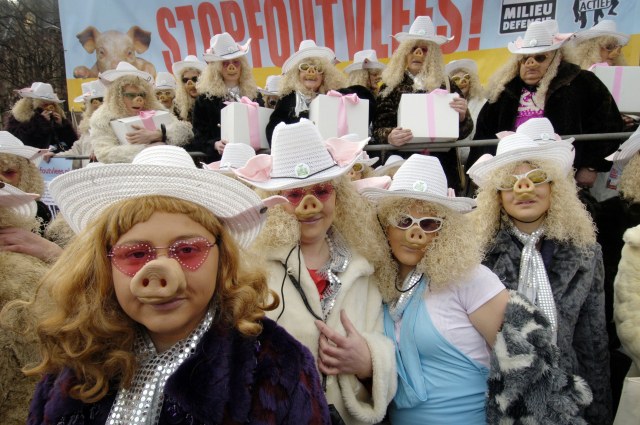Miss Piggies Miss Piggies