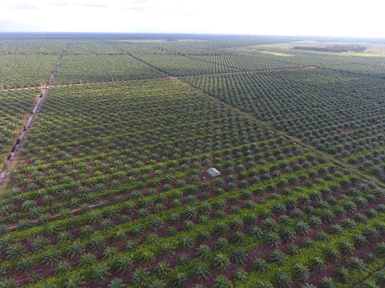 luchtbeelden palmolieplantages luchtbeelden palmolieplantages