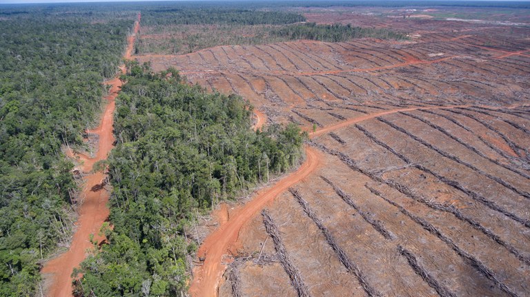 Ontbossing palmolie plantage Papua