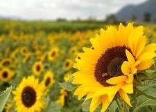 Zonnebloemolie 225x162.jpg
