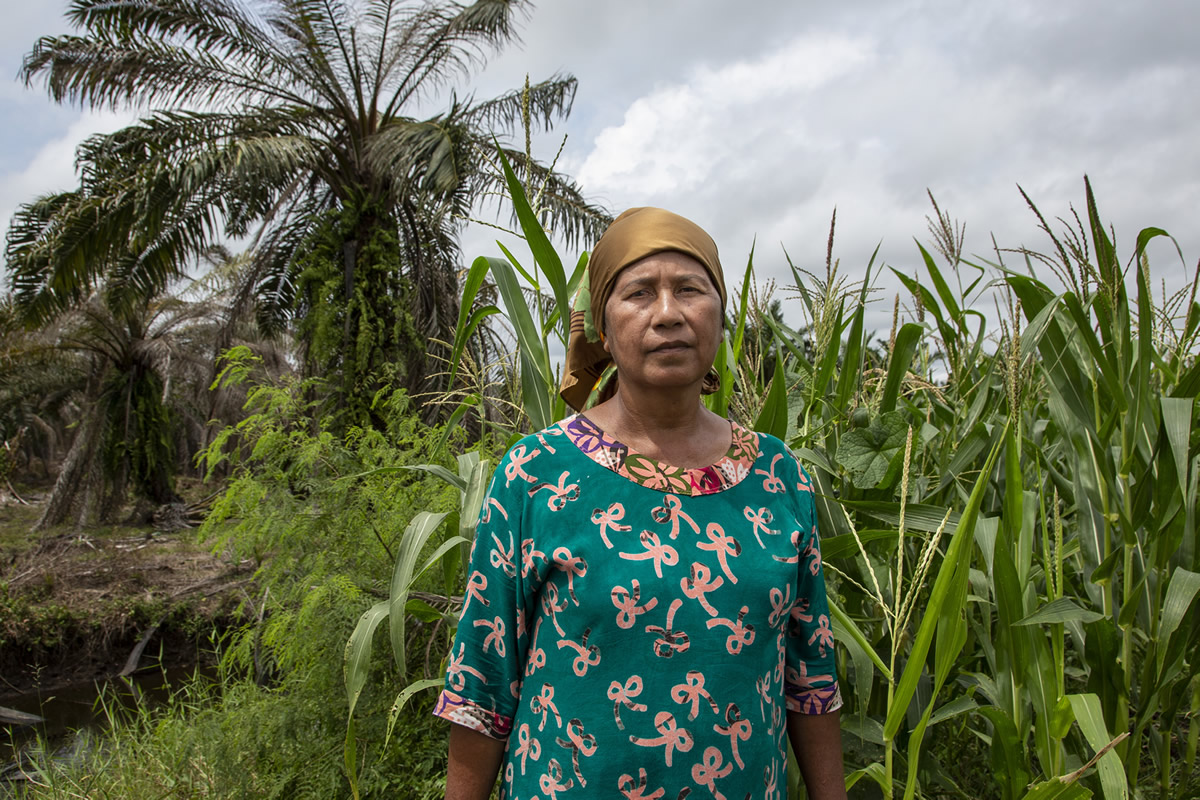 Pencurian tanah di Sumatera Barat didukung oleh bank Belanda – Milieudefensie