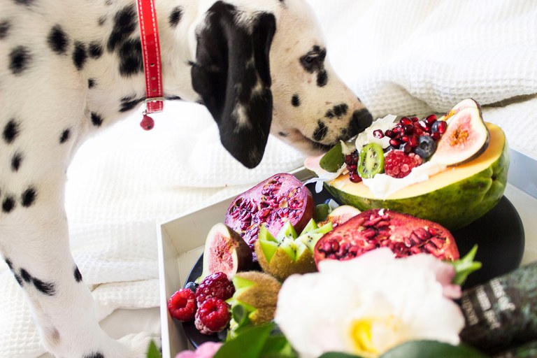 hond met fruit